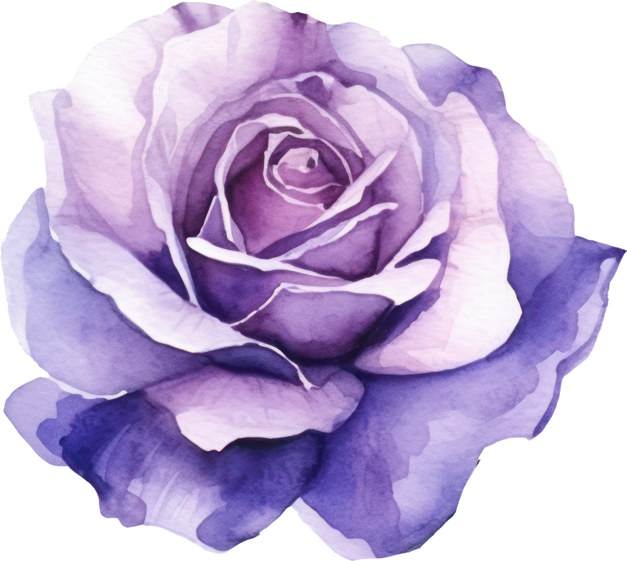 Purple Rose Flower Watercolor